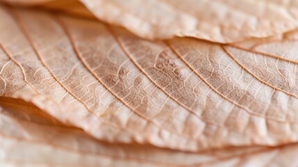 An intimate close-up of beautifully arranged dried leaves showcasing intricate patterns and textures, highlighting nature's artistry in a stunning and serene manner.
