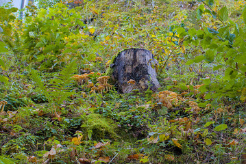 A mossy tree stump stands quietly among dense green growth. Clusters of mushrooms thrive in the moist, shaded underbrush. Ferns and leaves cover the vibrant forest floor.