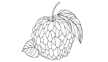 Continuous one single minimal line drawing Cherimoya
