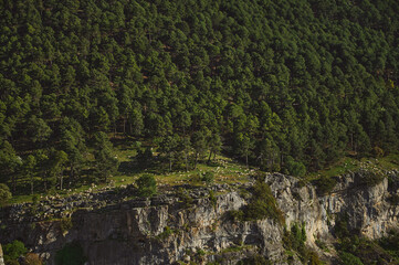 Sheep Grazing on a Rocky Cliffside Surrounded by a Dense Pine Forest