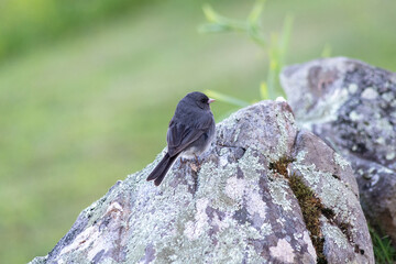 A Dark-eyed Junco perches on a lichen-covered rock in a grassy clearing near Mount Pisgah Campground in the Blue Ridge Mountains of North Carolina. 