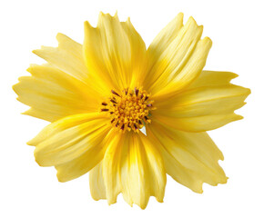 Vibrant Yellow Cosmos Flower Close-Up Photography