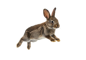 Obraz premium A Brown Rabbit in MidHop A Moment of Agile Grace isolated on transparent baackground