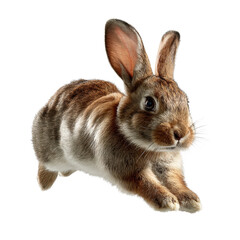 Obraz premium Energetic Rabbit in Motion Isolated on Transparent Background