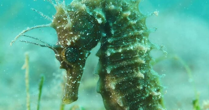 sea horse close up scenery underwater in nature
