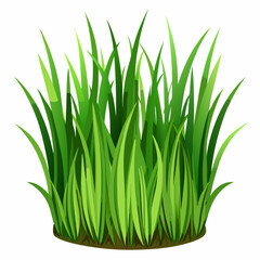 Fototapeta premium Green grass isolated on white background 