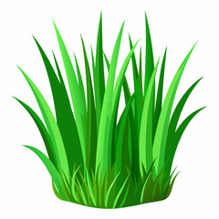 Green grass isolated on white background 