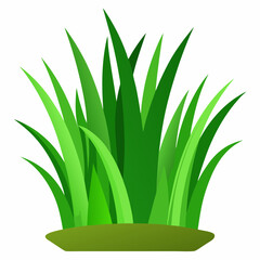 Green grass isolated on white background 