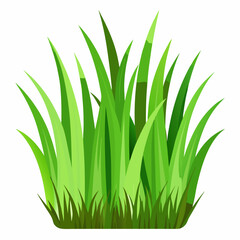 Fototapeta premium Green grass isolated on white background 