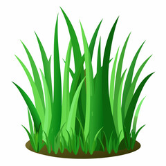 Green grass isolated on white background 