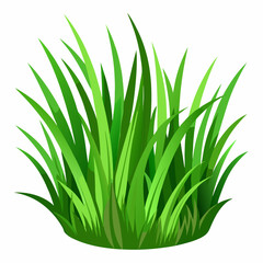 Fototapeta premium Green grass isolated on white background 