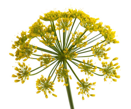 Close-up of a Dill Flower Umbel Botanical Photography