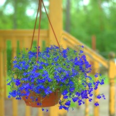 Small blue lobelia flowers hanging in a pot on the porch of a house