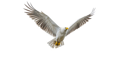 A bald eagle soars high in the sky, its wings fully extended. The striking bird has a white head and tail, and a powerful yellow beak. white background.