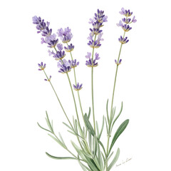 Obraz premium Elegant watercolor painting of lavender flowers with vibrant purple blossoms on transparent