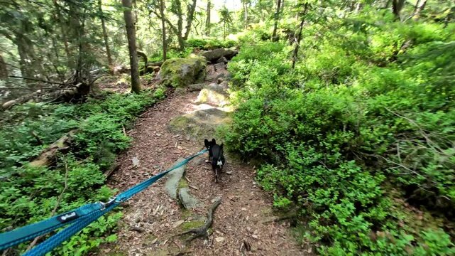 Diego the Chihuahua on Hiking Tour to the Devils Table in the Bavarian Forests Germany.