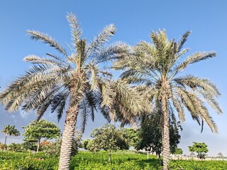 Palm Tree, View of Palm tree with Blue SKY background, Date tree or Arabic palm tree with Date on it.
Palm trees with Dates fruits on its, trees are Loaded with bunches of fruit