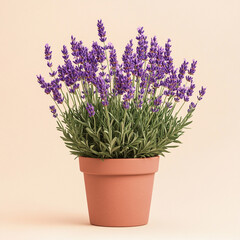 Fototapeta premium lavender flowers in a pot