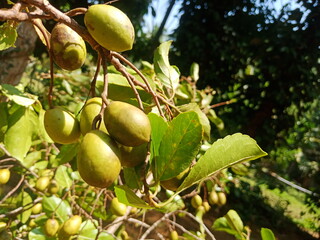 green apples on tree