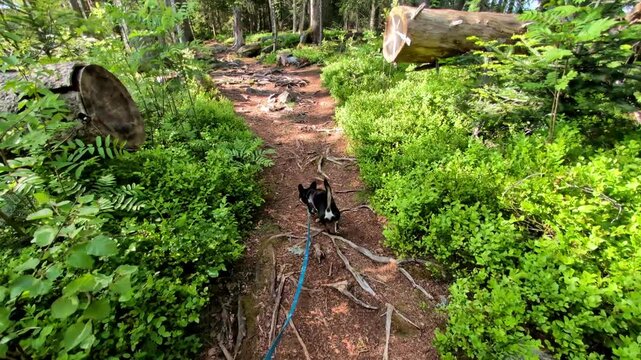 Diego the Chihuahua on Hiking Tour to the Devils Table in the Bavarian Forests Germany.