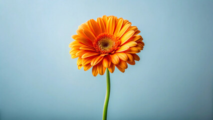 Orange flower in full bloom on white background.