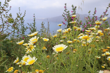 Goldenrod, Chrysanthemum crowned, (lat. Glebíonis coronária), a species of perennial herbaceous...