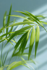 Fototapeta premium tropical leaves illuminated by soft dynamic light on clean background