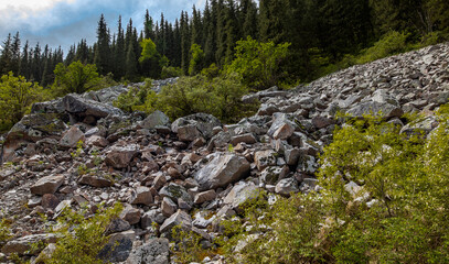 mountain stream in the forest
