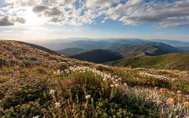 Wildflowers Blooming Along the Mount Feathertop Trail in Victoria’s Alpine National Park – Colorful Alpine Flora on Scenic Hiking Path