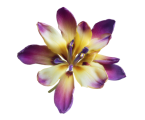 Stunning Close-up of a Purple and Yellow Flower