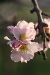Tender almond flower in morning light
