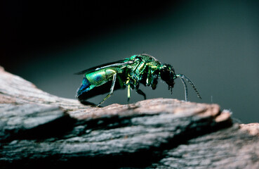 cuckoo wasp