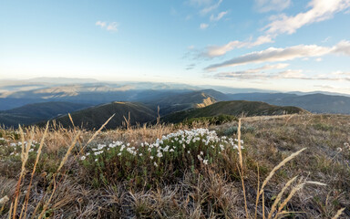 Wildflowers Blooming Along the Mount Feathertop Trail in Victoria’s Alpine National Park – Colorful Alpine Flora on Scenic Hiking Path