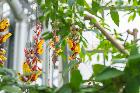 Colorful Thunbergia mysorensis flowers dangle gracefully from a lush vine.