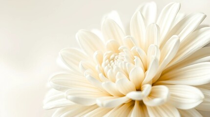 White chrysanthemum flower on white