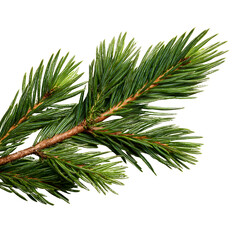 Naklejka premium Lush Green Pine Branch Nature's Evergreen Beauty