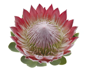 King Protea Flower Vibrant Pink Bloom Close-Up Photography