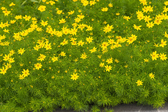 A golden carpet of tiny yellow flowers lights up the garden border. - Powered by Adobe