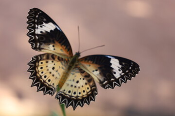 Close-up of a colorful orange butterfly with delicate wings resting on a vibrant summer flower or green leaf in a beautiful natural garden setting