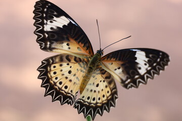 Close-up of a colorful orange butterfly with delicate wings resting on a vibrant summer flower or green leaf in a beautiful natural garden setting