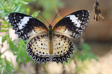 Close-up of a colorful orange butterfly with delicate wings resting on a vibrant summer flower or green leaf in a beautiful natural garden setting