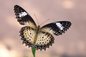 Close-up of a colorful orange butterfly with delicate wings resting on a vibrant summer flower or green leaf in a beautiful natural garden setting