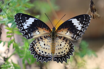 Close-up of a colorful orange butterfly with delicate wings resting on a vibrant summer flower or green leaf in a beautiful natural garden setting