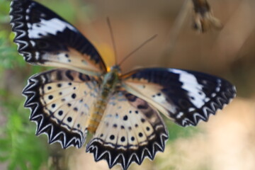 Close-up of a colorful orange butterfly with delicate wings resting on a vibrant summer flower or green leaf in a beautiful natural garden setting