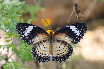 Close-up of a colorful orange butterfly with delicate wings resting on a vibrant summer flower or green leaf in a beautiful natural garden setting