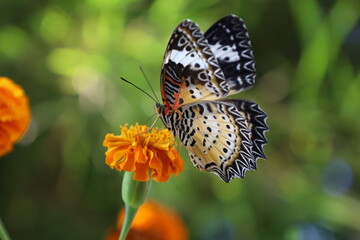 Close-up of a colorful orange butterfly with delicate wings resting on a vibrant summer flower or green leaf in a beautiful natural garden setting
