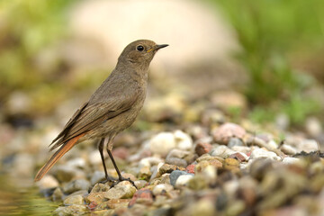 Samica kopciuszka (Phoenicurus ochruros) stojąca na kamieniach u brzegu rzeki, z odbiciem w wodzie, w naturalnym środowisku, dzikie ptaki Polski, fotografia przyrodnicza, poranek