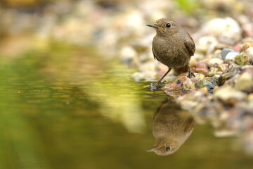 Samica kopciuszka (Phoenicurus ochruros) stojąca na kamieniach u brzegu rzeki, z odbiciem w wodzie, w naturalnym środowisku, dzikie ptaki Polski, fotografia przyrodnicza, poranek