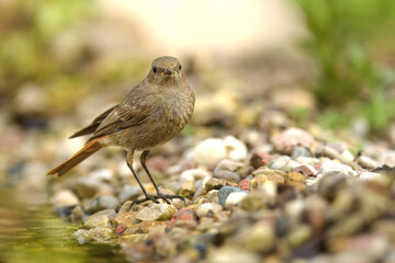 Samica kopciuszka (Phoenicurus ochruros) stojąca na kamieniach u brzegu rzeki, z odbiciem w wodzie, w naturalnym środowisku, dzikie ptaki Polski, fotografia przyrodnicza, poranek