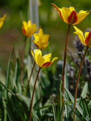 Obraz premium Tulipa iliensis (syn. Tulipa thianschanica), the cowslip-scented tulip, is a species of flowering plant in the family Liliaceae